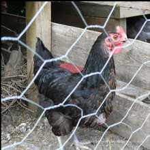 rede de fio de aço galvanizado fio de galinha perfeito para galinheiros e animais de estimação corre
